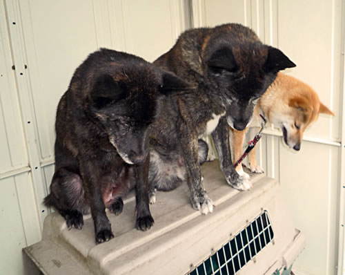 反省している画像