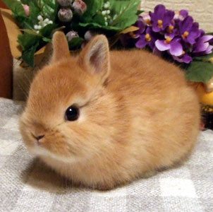 この正解例は卑怯…「うさぎが人間にしてくれること」が想像以上に切なかった