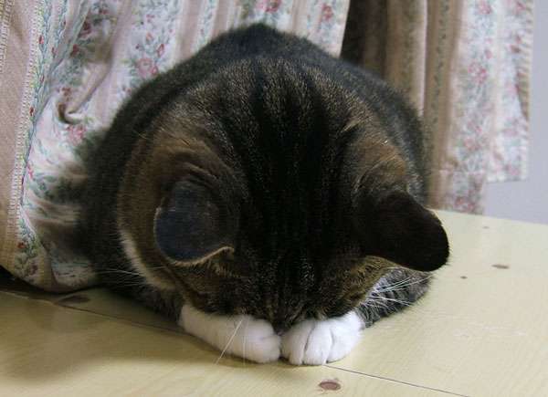 反省している画像