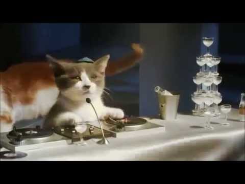 可愛すぎる会社で働く猫たちのCM - YouTube