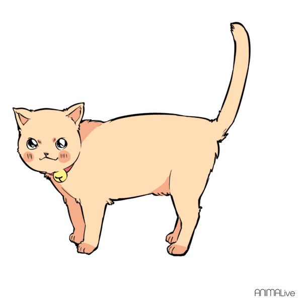 ガルちゃん猫カフェ☆2号店