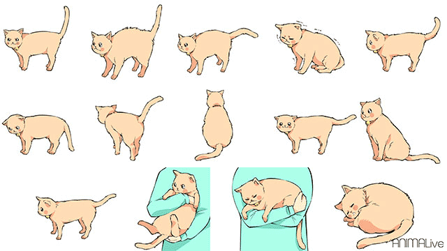 しっぽでわかる猫の気持ち14パターン（完全保存版） | ANIMALive