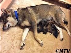 犬好きが、犬への熱い想いをつづるトピ。
