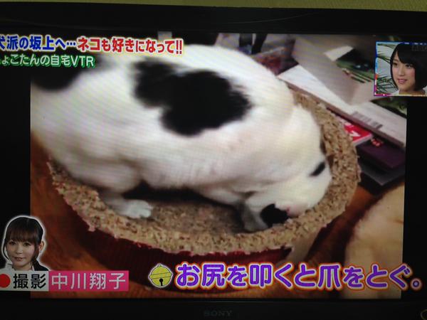「これまでの自分と決別してポジティブになろうと思って」中川翔子、人生初のショートヘア