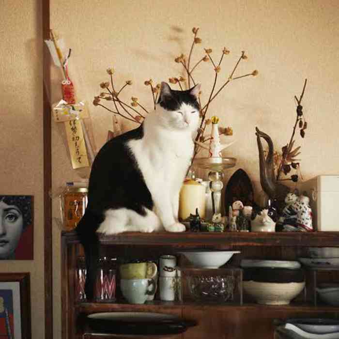 ガルちゃん猫カフェ☆2号店