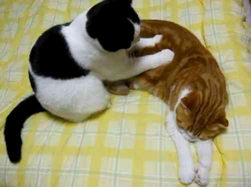 【エロ以外】気持ち良さそうな画像を貼るトピ