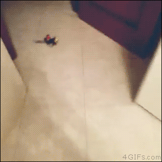 インコ、九官鳥飼ってる方