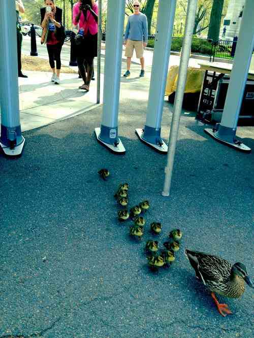 【画像】動物親子の画像を貼るトピ
