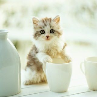 猫がお風呂場についてくる理由を獣医師が解説 | マイナビニュース