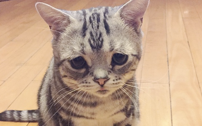 ガルちゃん猫カフェ☆2号店
