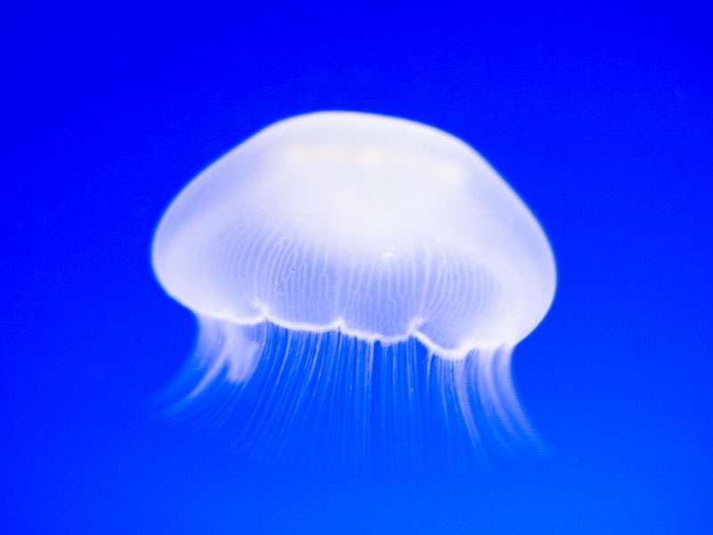 クラゲで癒やされよう