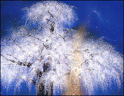 桜を描いた絵画♪