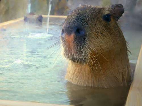 カピバラのお風呂見ながら入浴、間近で観察できる全国初の温泉施設