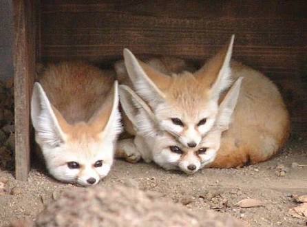 【画像】動物親子の画像を貼るトピ