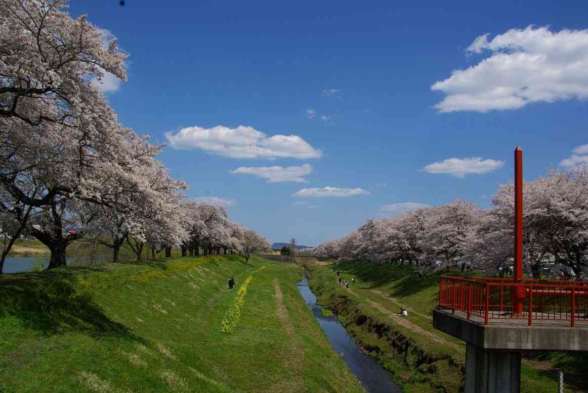 桜の名所を紹介するトピ