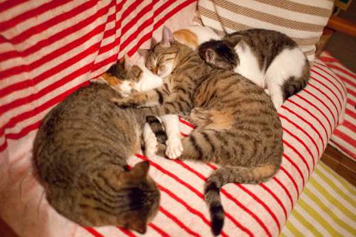 猫の多頭飼い