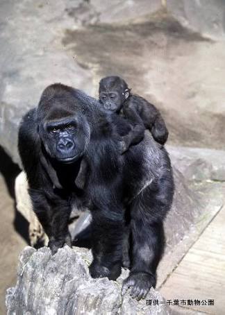 【画像】動物親子の画像を貼るトピ