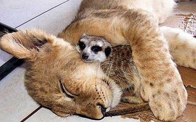 【エロ以外】気持ち良さそうな画像を貼るトピ