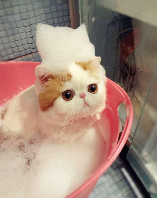ガルちゃん猫カフェ☆2号店