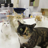 【3/6(日)10:00～栄/特別企画】恋の招き猫！ねこんかつ in 栄（2016年3月6日） - Yahoo!お見合い