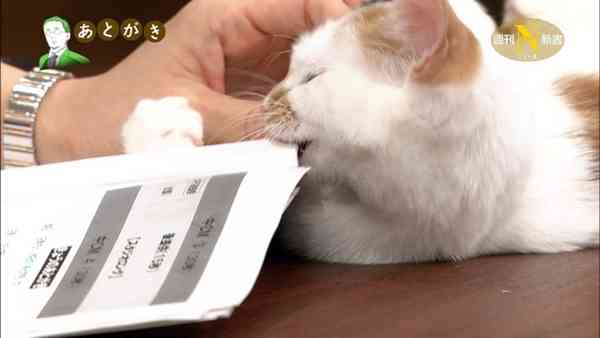 テレビ東京　看板ネコが人気の異色報道番組、3月で終了