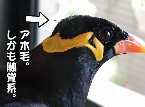 インコ、九官鳥飼ってる方