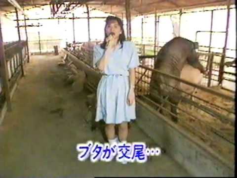 全国地方レポーターNG集　ブタが交尾 - YouTube
