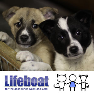 子犬子猫の里親募集【毎日面会可】 - NPO法人犬と猫のライフボート