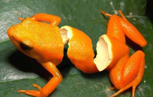 食べ物アートを貼りたい✰