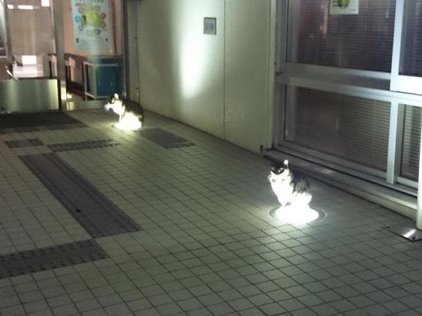【奇跡】猫がなんか神っぽくなってたww