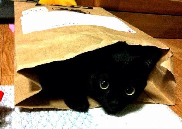スギちゃんみたいに喋るぜぇ　スギ花粉到来編