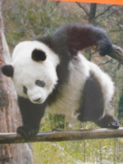 昔取った杵柄