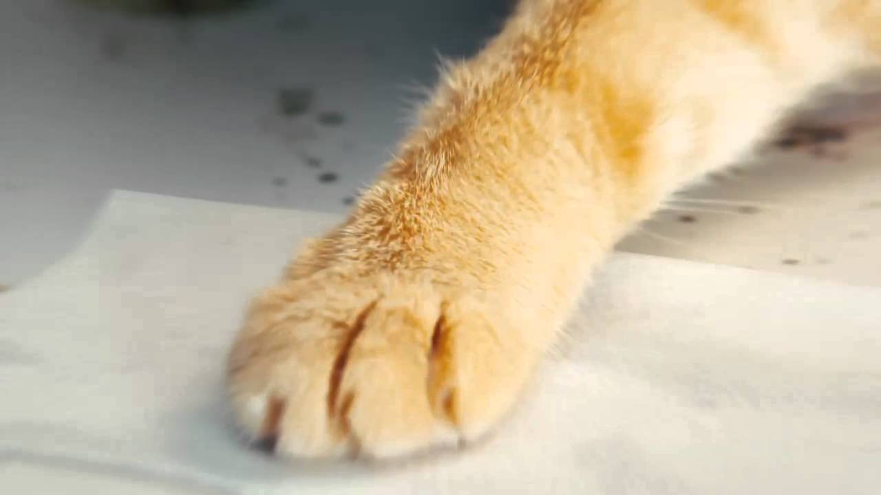 スコッチ・ブライト™ スクラブウェットシートTV CM　猫 - YouTube