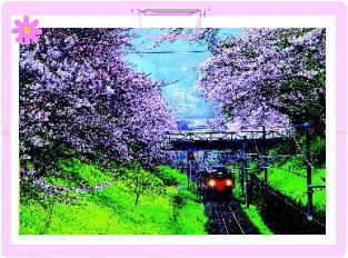 桜の名所を紹介するトピ