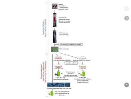 元理研・小保方氏がＨＰ開設　ＳＴＡＰ細胞の作製手順など記載 （神戸新聞NEXT） - Yahoo!ニュース
