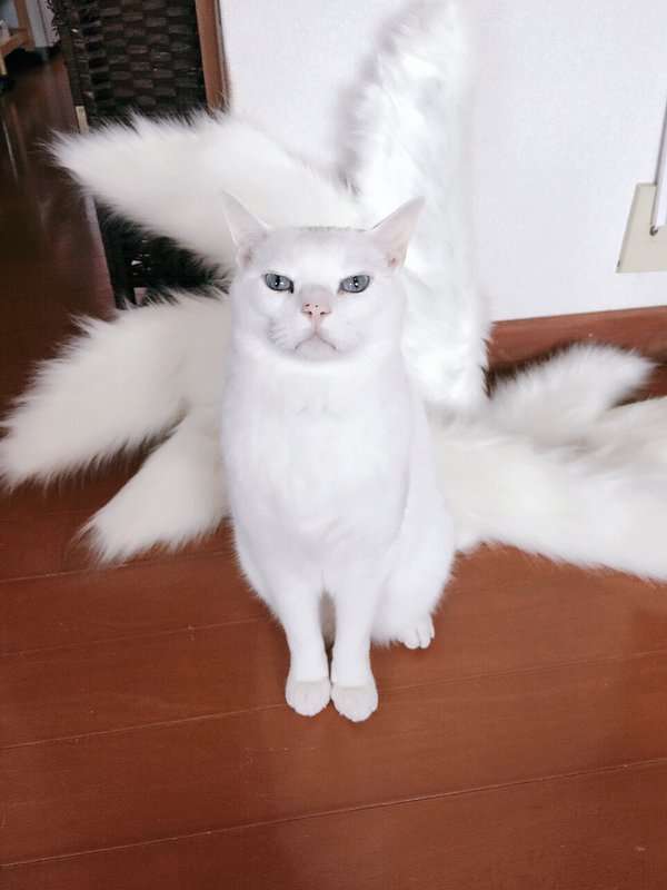 【奇跡】猫がなんか神っぽくなってたww