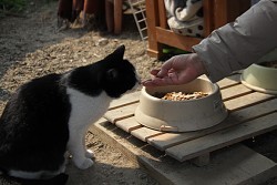 「餓死してしまう」野良猫餌やり規制、条例化に疑問続出　京都市で