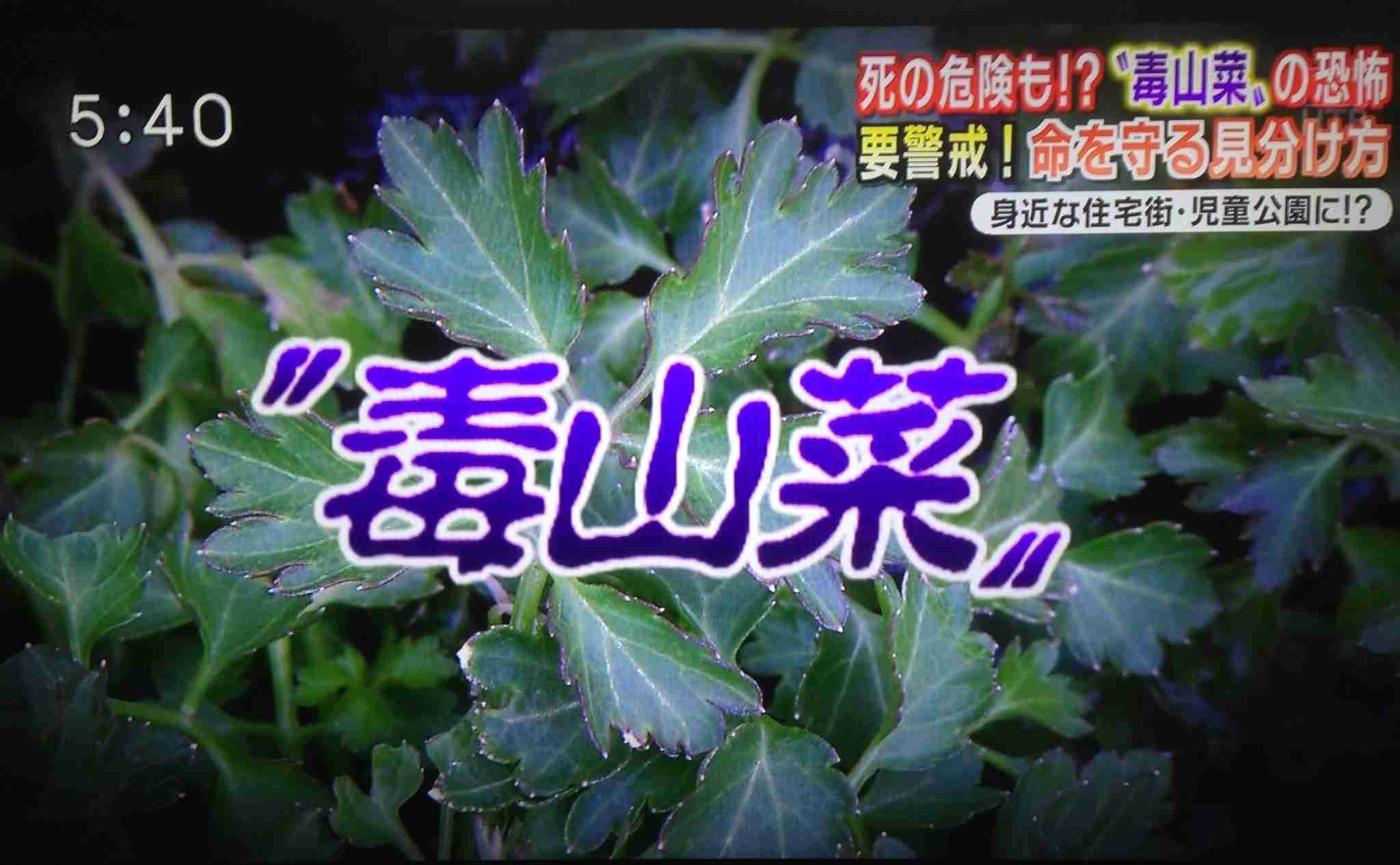 山菜好きな人！