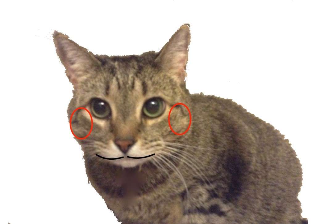 動物画像でオリジナルボケてを作ろう！