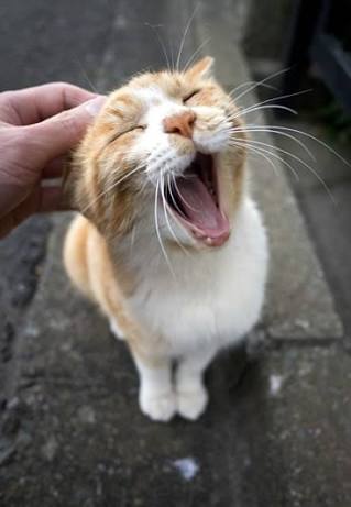 【エロ以外】気持ち良さそうな画像を貼るトピ