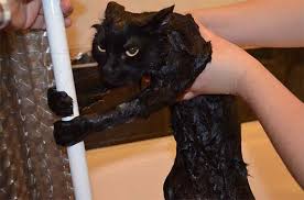 「猫がお風呂場についてくる理由」を獣医師が解説