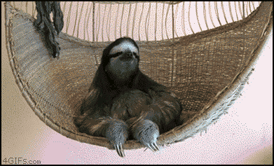 超リラックスしている【動物画像】トピ♪