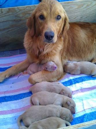 【画像】動物親子の画像を貼るトピ
