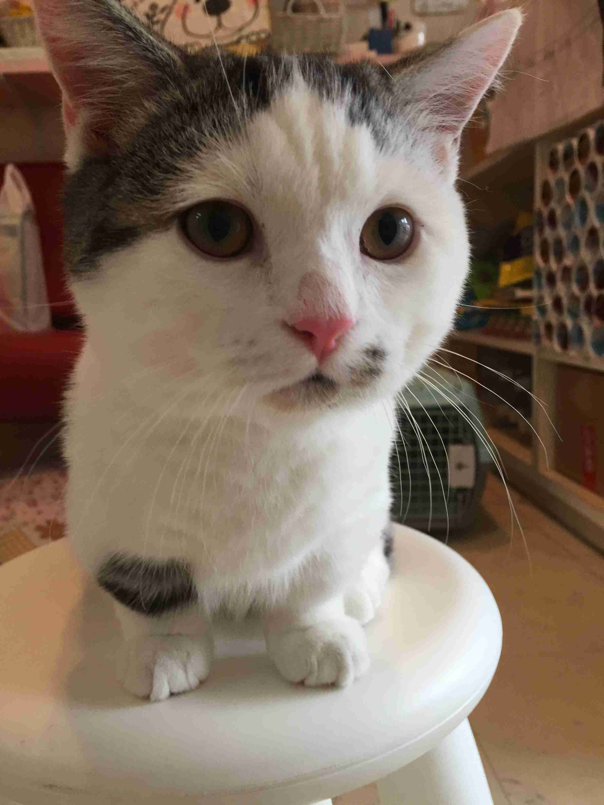 みなさんのペットを見せてください！