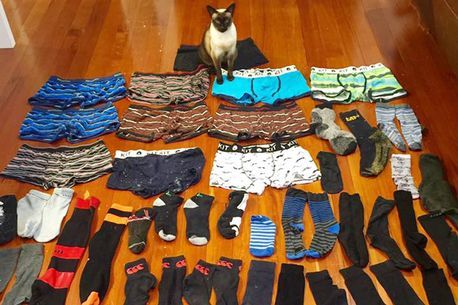 男性用の下着泥棒の正体に驚愕？ 猫の変わった趣味 : Cereb News