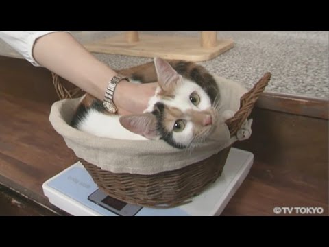 田勢康弘の週刊ニュース新書　にゃーにゃの成長記録(2015.2.7） - YouTube
