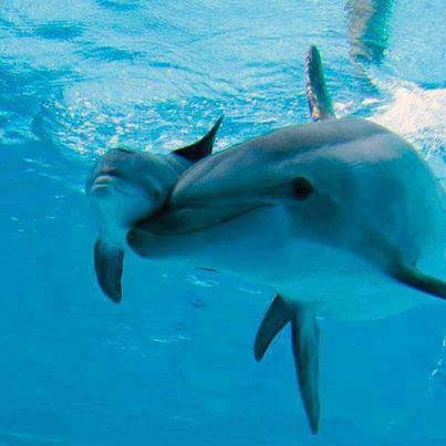 【画像】動物親子の画像を貼るトピ