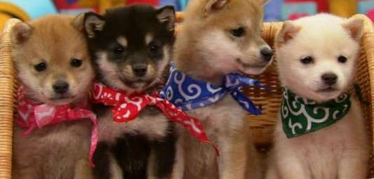 犬とネコ、飼うならどっち?