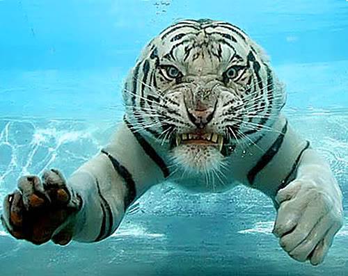 賢そうに見える動物の画像トピ