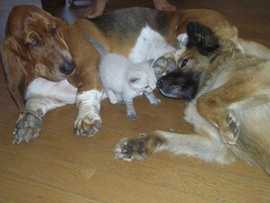 犬と猫って仲良し？それとも？な画像を貼るトピ